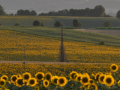 tournesols