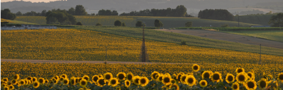 Champ de tournesols